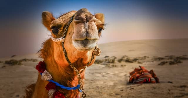 Tying Your Camel: An Islamic Perspective on Methodological Naturalism