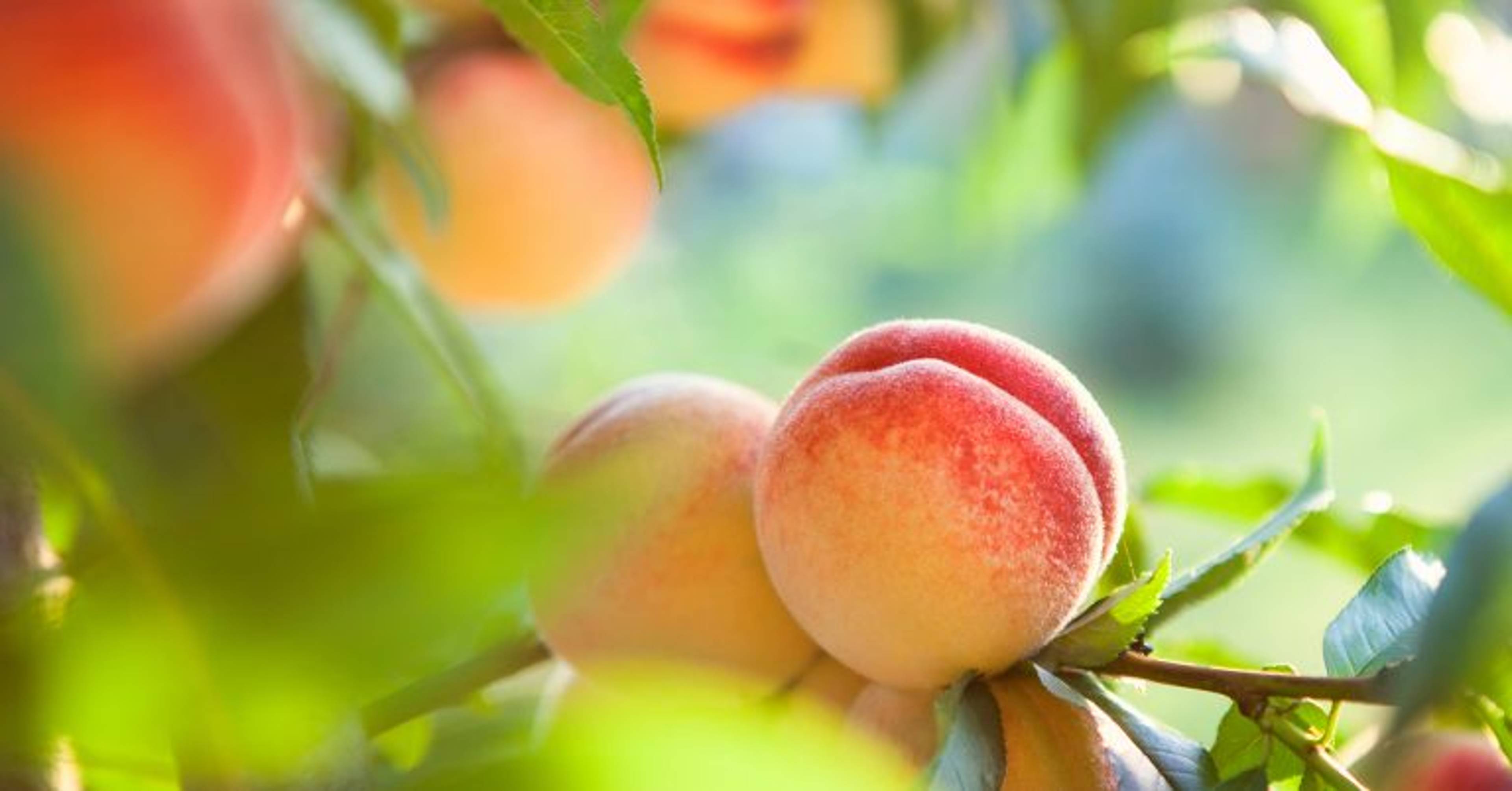 Fruits of Charity