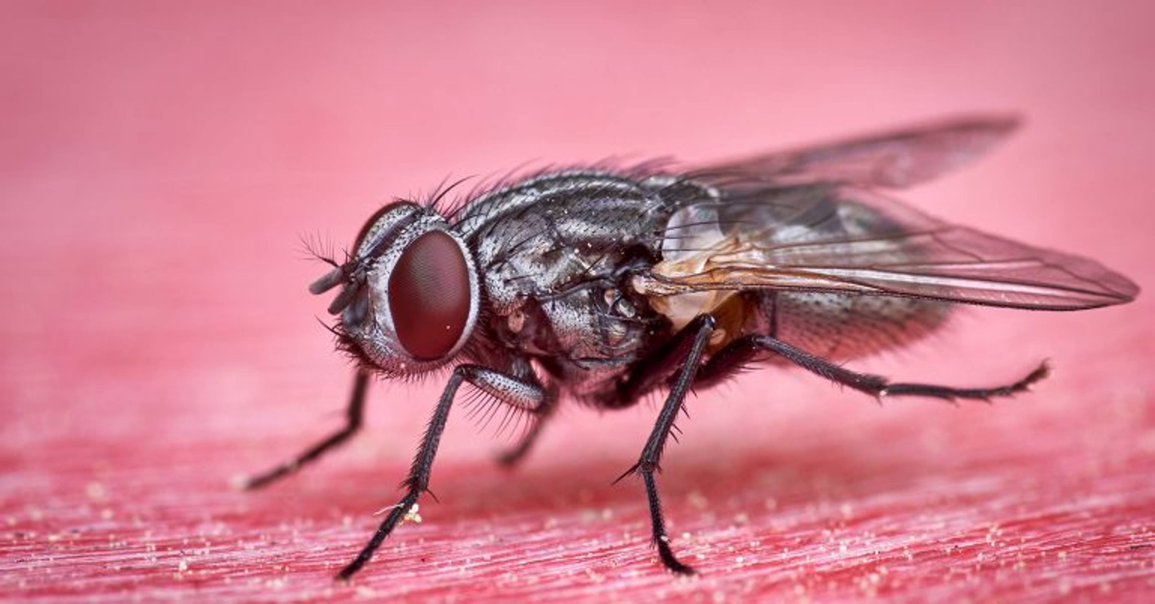 Not Even a Fly