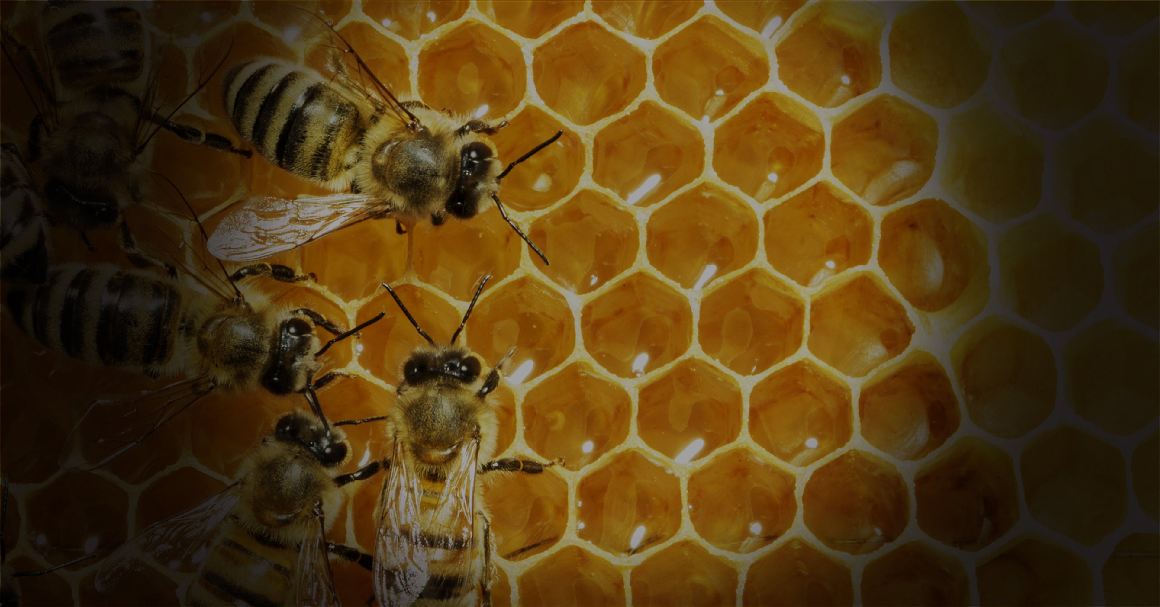 The Meaning of Allah's Name as-Samad: The Eternal, The Absolute