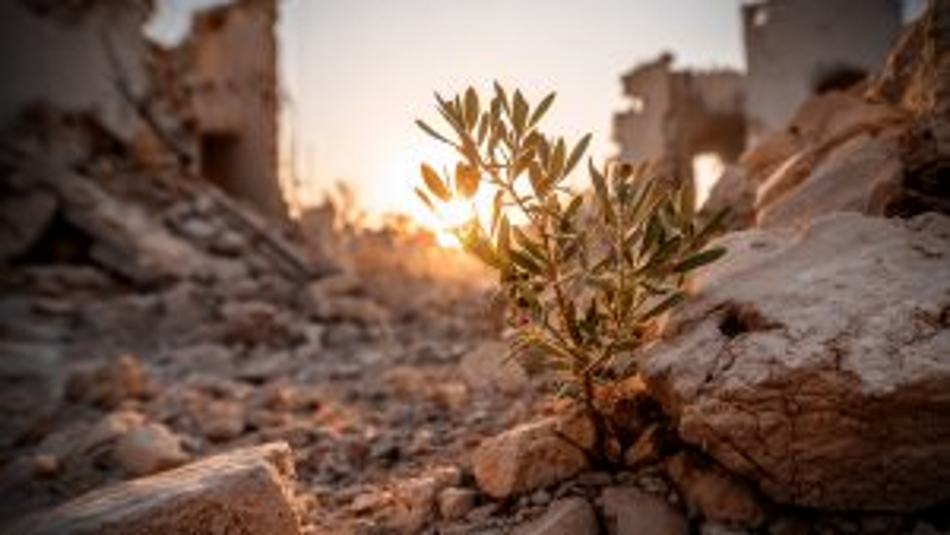 Don’t Give Up on Gaza: How Knowing Allah Sustains Hope and Resistance | Blog