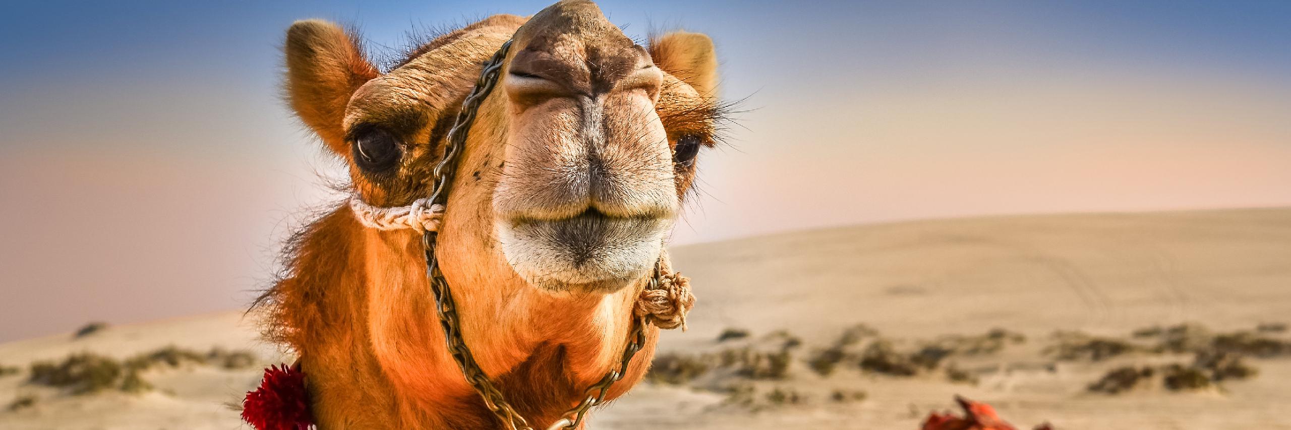 Tying Your Camel: An Islamic Perspective on Methodological Naturalism