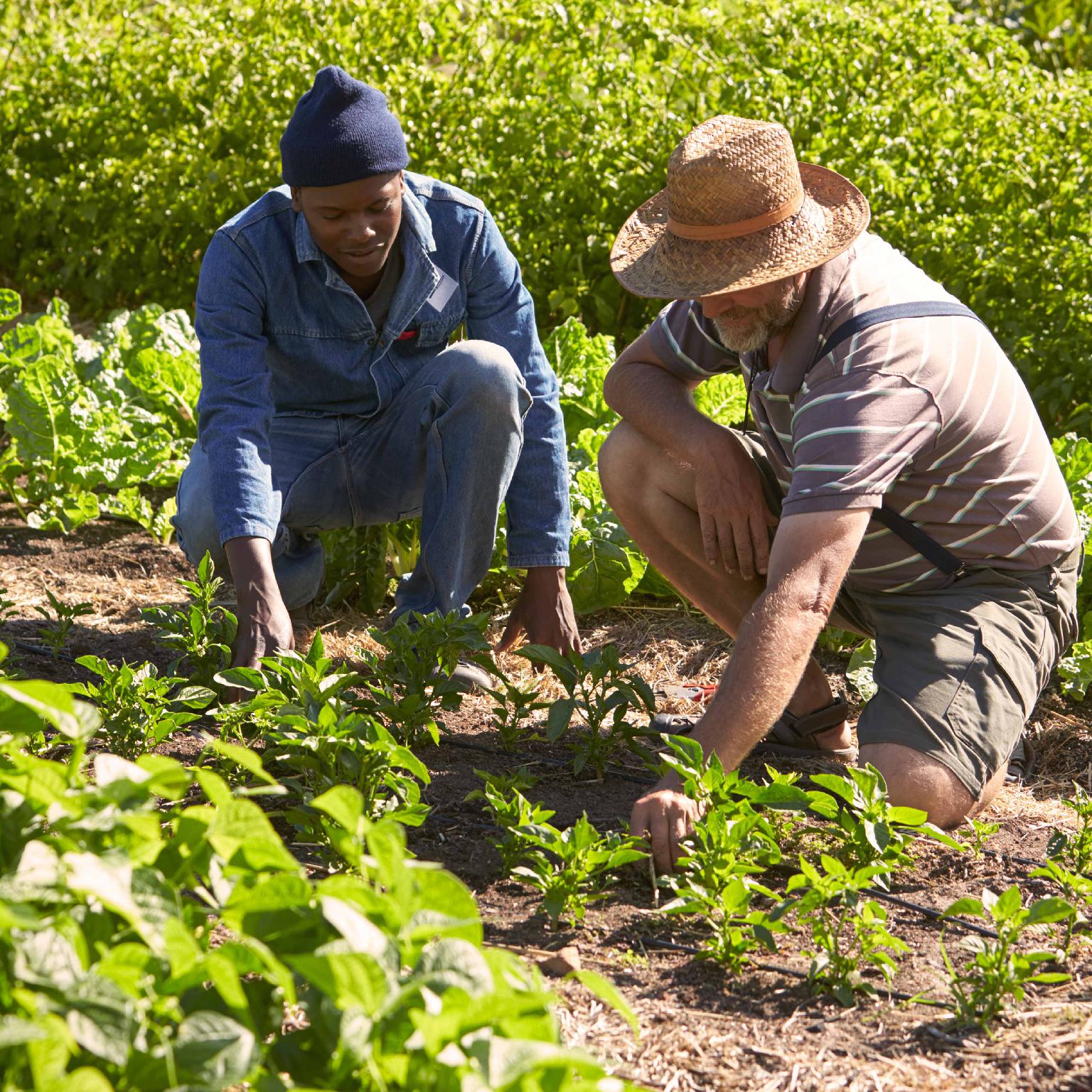 Reviving the Waqf Tradition: Moral Imagination and the Structural Causes of Poverty